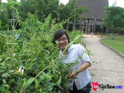 Văn Thị Hồng Nhung_Quỳnh Lưu-Nghệ An